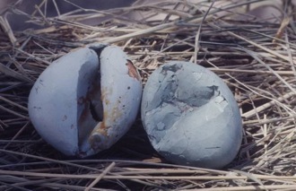 eggs
